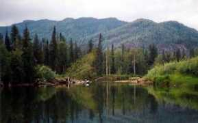 taymen.far.ru Tishy