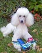 tivinpoodles.com Tivin