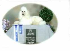 tivinpoodles.com Tivin