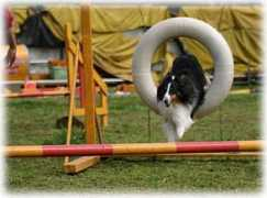 sheltie.heteml.jp Tleon