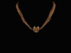 lapaginademmm.com Tmura