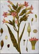 Tobacco