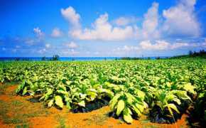 Tobacco