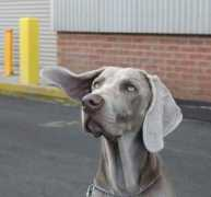 dogzonline.com.au Tomamichel