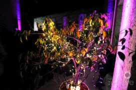 worldredeye.com Tomanovic