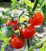 Tomate