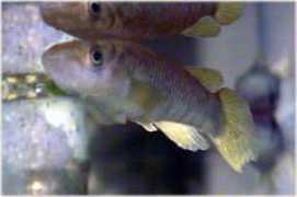 nakashima.org Tombel