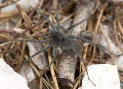 spiders.mhohner.de Tongiorgi