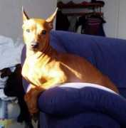 pinserellas.net Tonista