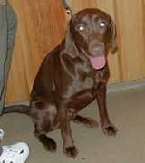 saveadog.com Tonymontana