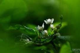 pilt.delfi.ee Toomingas