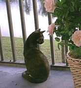 gotpetsonline.com Toporek