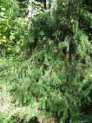 zahrada-sk.com Toreja