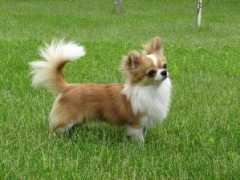 chihua2.narod.ru Touth