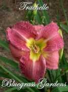 bluegrassgardens.net Trachelle