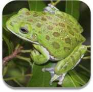 Treefrog