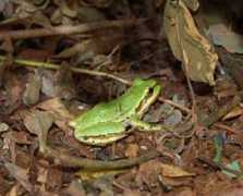 Treefrog