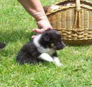 woodhueshelties.com Triboy