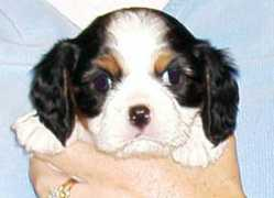 sonestafarms.com Triboy