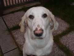 tierschutz-toskana.com Trinky