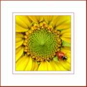 treklens.com Trippaers