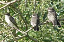 digiscoping.ca Tritri