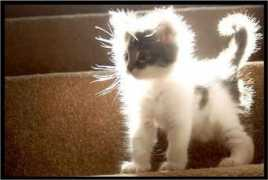 taringa.net Trollencio