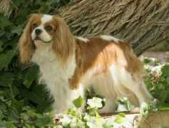 trustarcavaliers.com Trustar