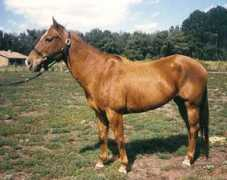 gotpetsonline.com Truvy