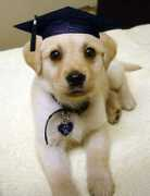 pittwateranimalhospital.com.au Tsalapatanis