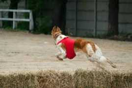 borzoi.org.ua Tsetsiliya