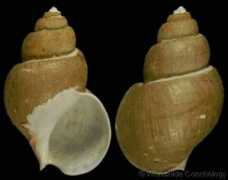 gastropods.com Tsubai