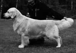 guldruschen.com Ttran