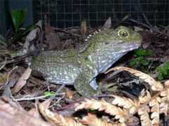 Tuatara