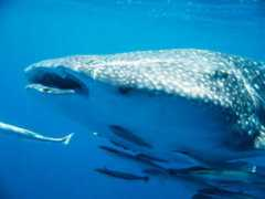 ciencia.hsw.uol.com.br Tubarao