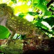 fotoblur.com Tugiono