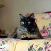 Tukie