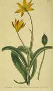 Tulimaa