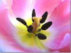 blog.terminologiaetc.it Tulipano