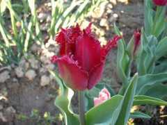 blog.chojus.com Tulipo