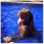 nuevaprensa.com.ve Tumascota