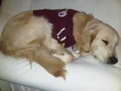 nuevaprensa.com.ve Tumascota