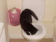 vivapets.com Tumbles