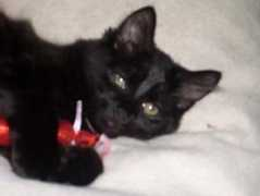 vivapets.com Tumbles