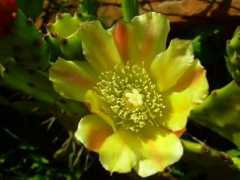 fotonatura.org Tunita