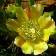 fotonatura.org Tunita