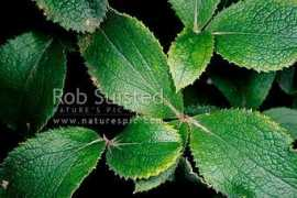 naturespic.com Tupare