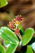 naturespic.co.nz Tupare
