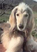 darumas.com Turkuman