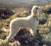 darumas.com Turkuman